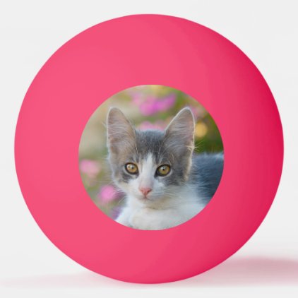 Cute Little Bicolor Kitten Fluffy Photo Cat Lovers Ping Pong Ball
