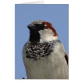 Cute little bird (Front)