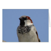 Cute little bird (Front Horizontal)