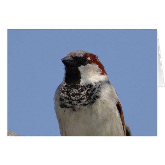 Cute little bird (Front Horizontal)