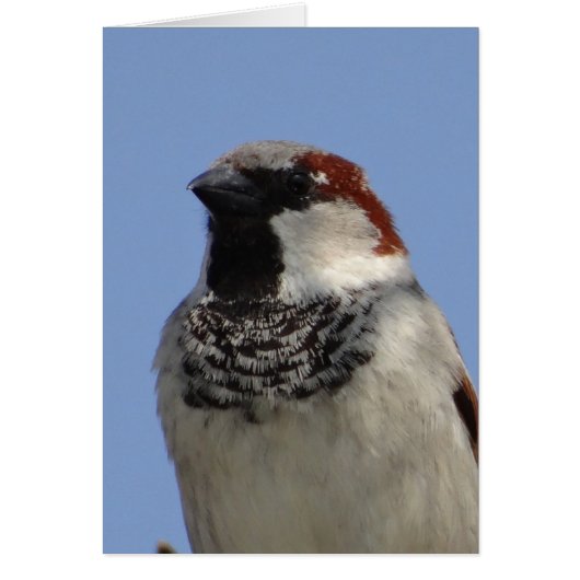 Cute little bird cards (Front)