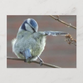 Cute little Bird DIY Postcard