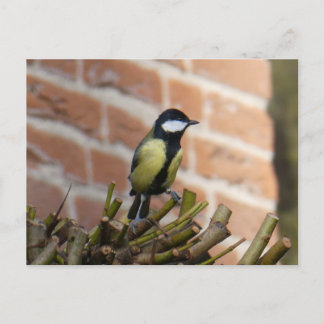 Cute little Bird on Top DIY Postcard