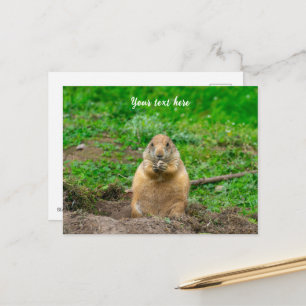Cute Little Black-Tailed Prairie Dog Holiday Postcard