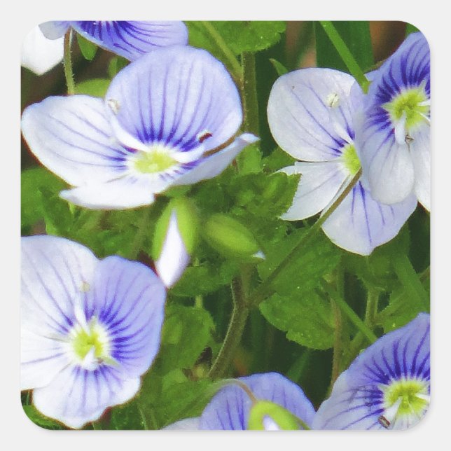 Cute, little blue flowers square sticker (Front)
