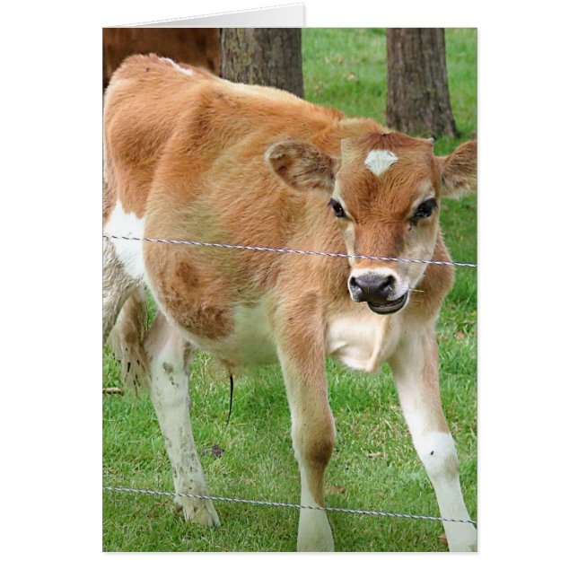 Cute Little Calf Cards (Front)