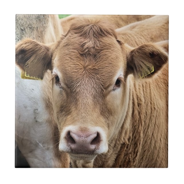 CUTE LITTLE CALF CERAMIC TILE (Front)