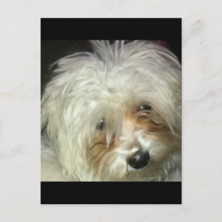 Cute Little Casper Postcard