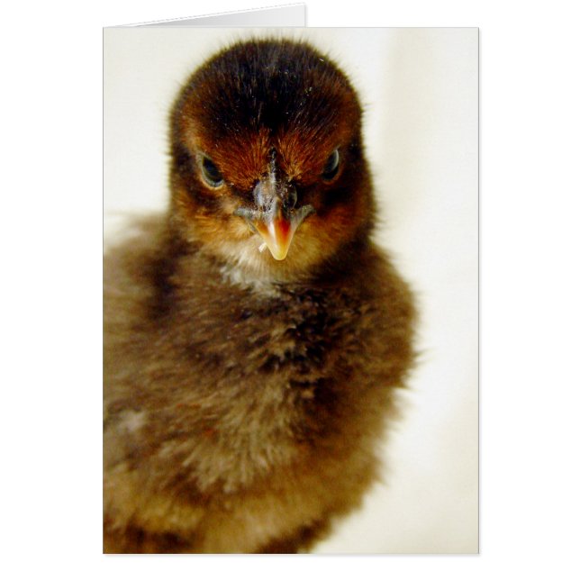 Cute Little Chick Cards (Front)