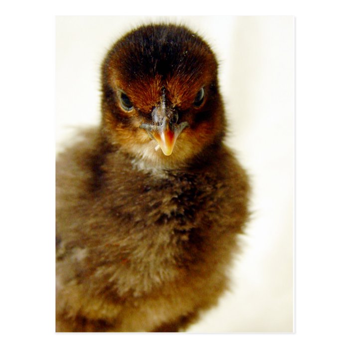 Cute Little Chick Post Cards