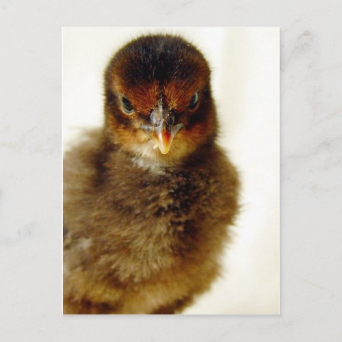 Cute Little Chick Postcard