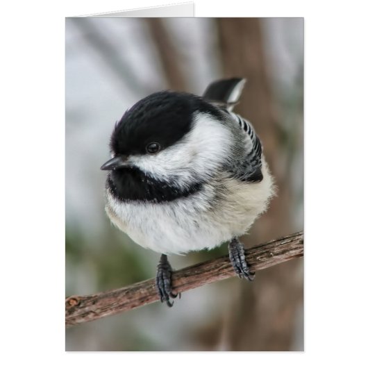 Cute Little Chickadee Cards (Front)