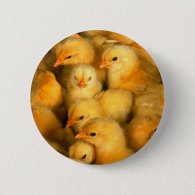 Cute Little Chicks Button (Front)