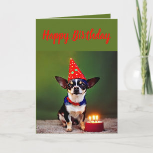 Cute Little Chihuahua Birthday Card