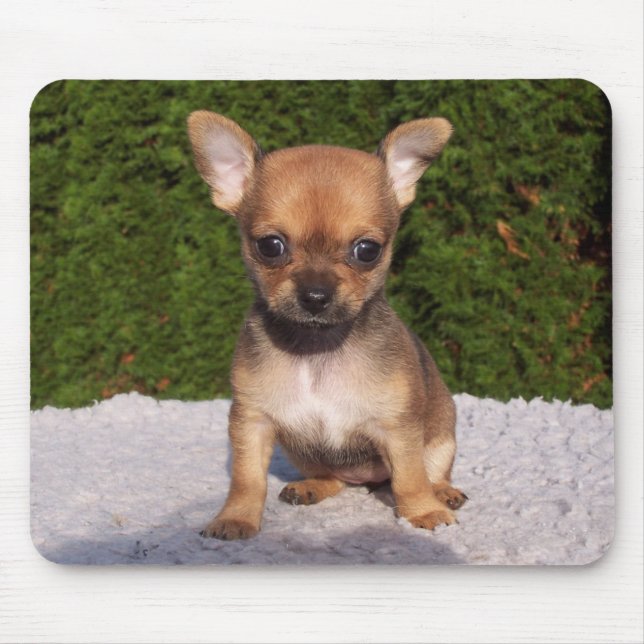 Cute Little Chihuahua Puppy Dog Mouse Pad (Front)