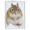 Cute Little Chipmunk in the Snow