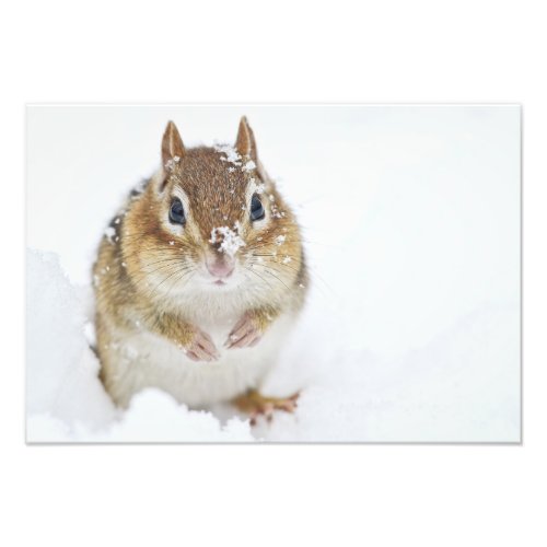 Cute Little Chipmunk in the Snow Photo Print