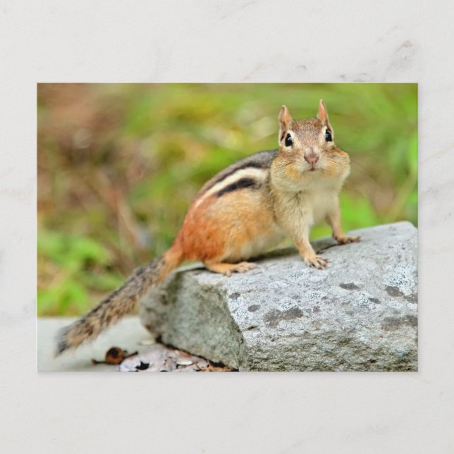 Cute Little Chipmunk Posing on a Rock Postcard (Front)