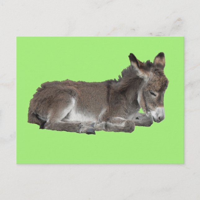 Cute Little Chocolate Donkey Foal Dozing on green Postcard (Front)