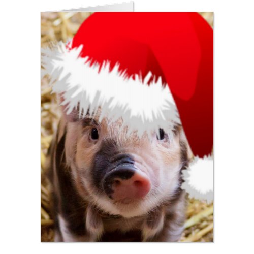 Cute Little Christmas Piglet Card