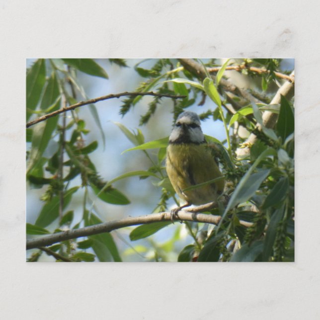 Cute Little Colorful Bird DIY Postcard (Front)