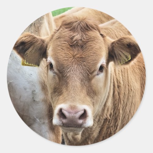 CUTE LITTLE COW CLASSIC ROUND STICKER