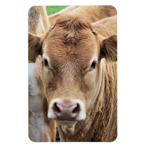 CUTE LITTLE COW MAGNET