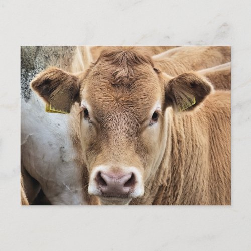 CUTE LITTLE COW POSTCARD