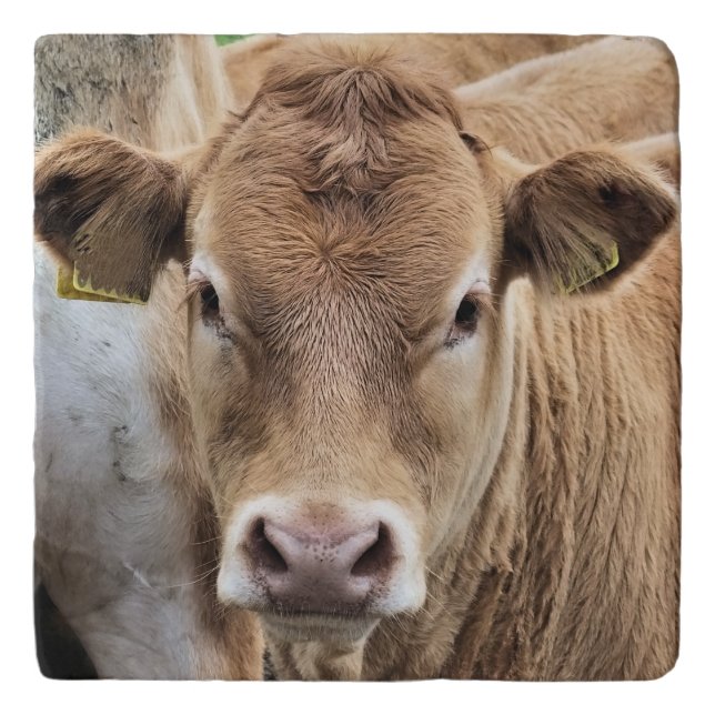 CUTE LITTLE COW TRIVET (Front)