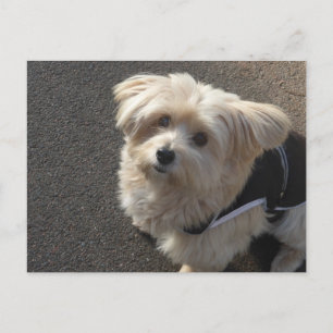 Cute Little Dog DIY Postcard