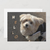 Cute Little Dog HELLO Postcard (Front/Back)