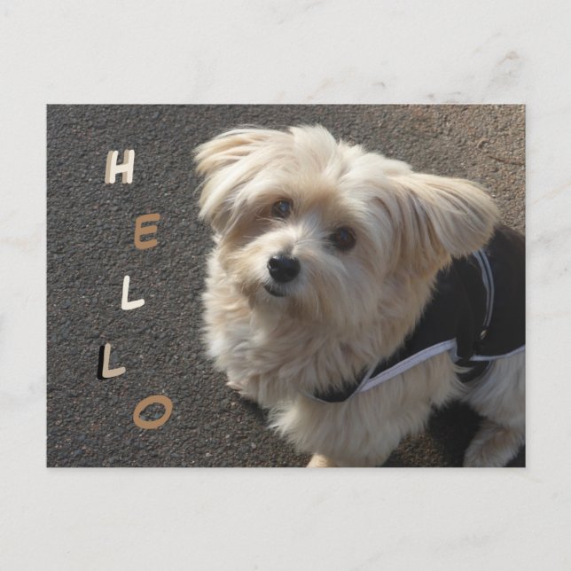 Cute Little Dog HELLO Postcard (Front)