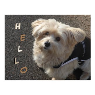 Cute Little Dog HELLO Postcard