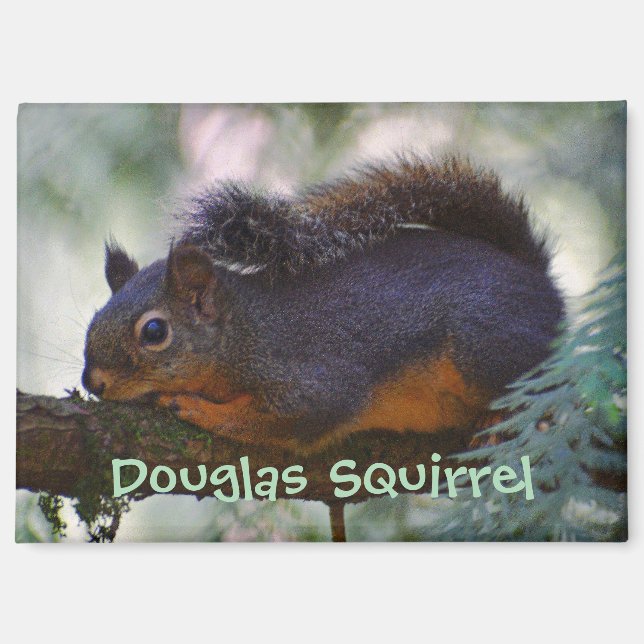 Cute Little Douglas Squirrel Wildlife Photo Magnet (Front)