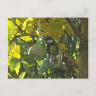 Cute Little Eating Bird DIY Postcard