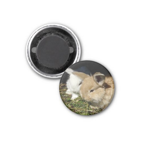 Cute little fluffy bunnies   magnet