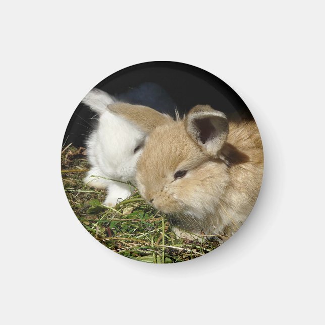 Cute little fluffy bunnies   magnet (Front)