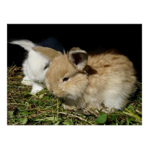 Cute little fluffy bunnies poster