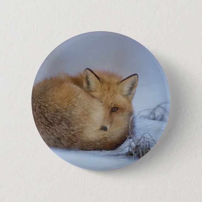 Cute Little Fox Curled Up Winter Photo Button (Front)