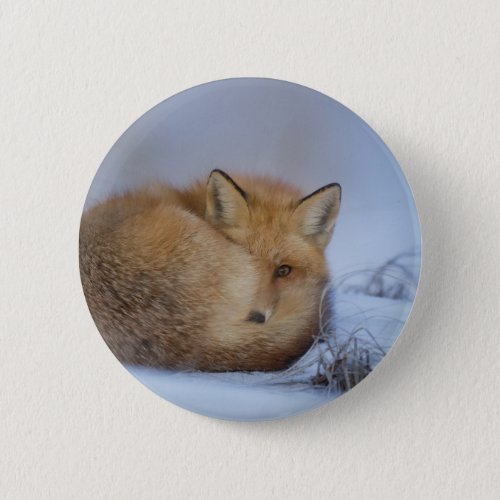 Cute Little Fox Curled Up Winter Photo Button