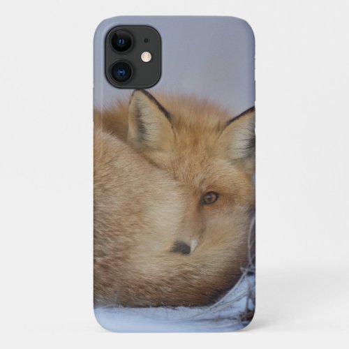 Cute Little Fox Curled Up Winter Photo iPhone 11 Case
