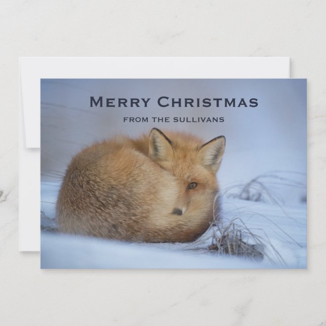 Cute Little Fox Curled Up Winter Photo Christmas Holiday Card (Front)