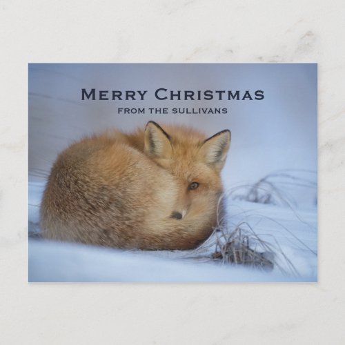 Cute Little Fox Curled Up Winter Photo Christmas Holiday Postcard