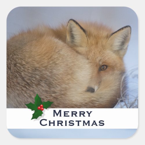 Cute Little Fox Curled Up Winter Photo Christmas Square Sticker