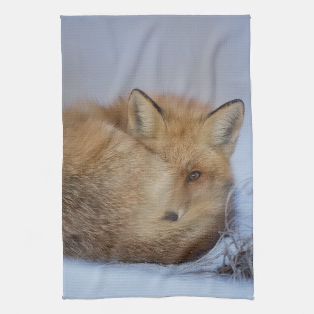 Cute Little Fox Curled Up Winter Photo Kitchen Towel (Vertical)