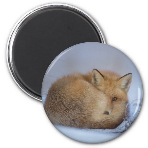 Cute Little Fox Curled Up Winter Photo Magnet