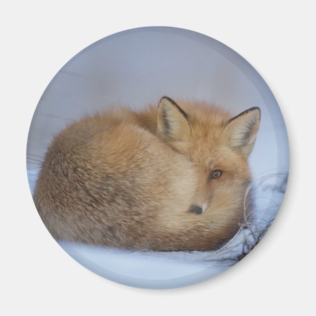 Cute Little Fox Curled Up Winter Photo Magnet (Front)