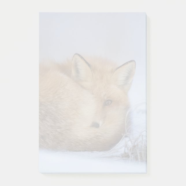 Cute Little Fox Curled Up Winter Photo Post-it Notes (Front)