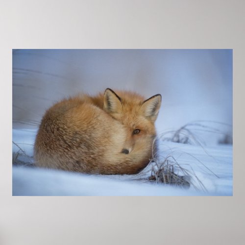 Cute Little Fox Curled Up Winter Photo Poster