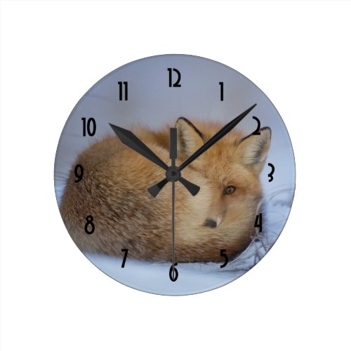 Cute Little Fox Curled Up Winter Photo Round Clock